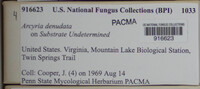 Arcyria denudata image